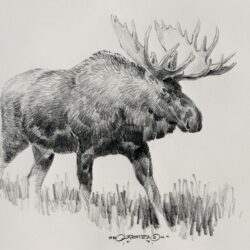 Moose Drawing Hand Drawn Sketch