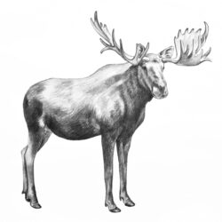 Moose Drawing Intricate Artwork