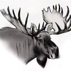 Moose Drawing Modern Sketch