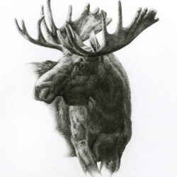 Moose Drawing Realistic Sketch