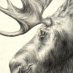 Moose Drawing Sketch