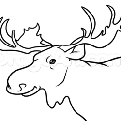 Moose Drawing Stunning Sketch