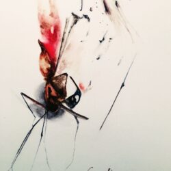 Mosquito Drawing