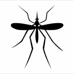 Mosquito Drawing Artistic Sketching