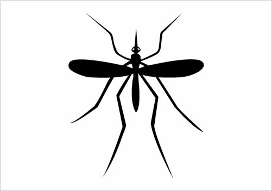 Mosquito Drawing Artistic Sketching