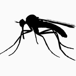 Mosquito Drawing Creative Style