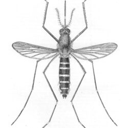 Mosquito Drawing Fine Art