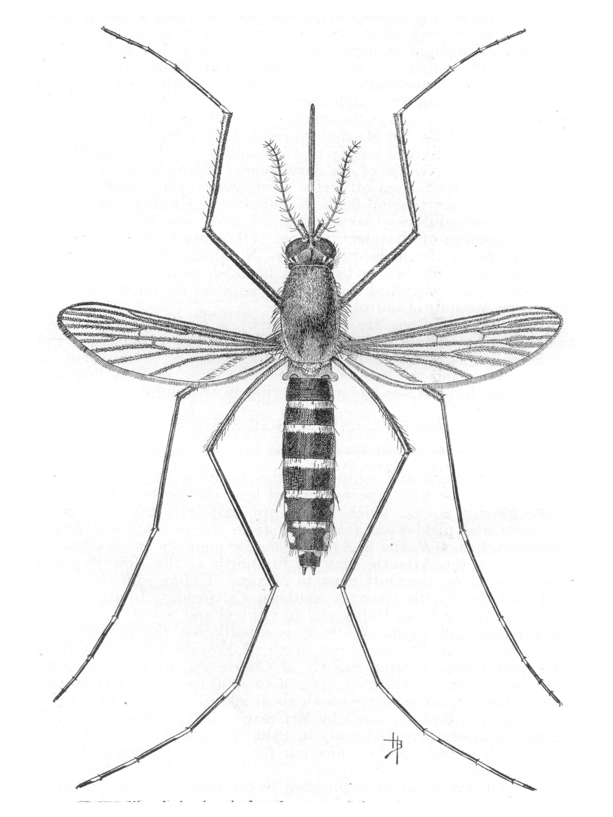 Mosquito Drawing Fine Art