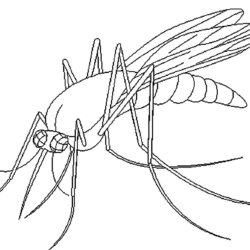 Mosquito Drawing Hand Drawn