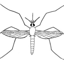 Mosquito Drawing Hand Drawn Sketch