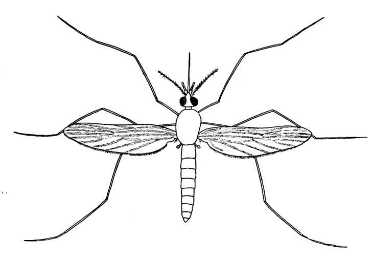 Mosquito Drawing Hand Drawn Sketch