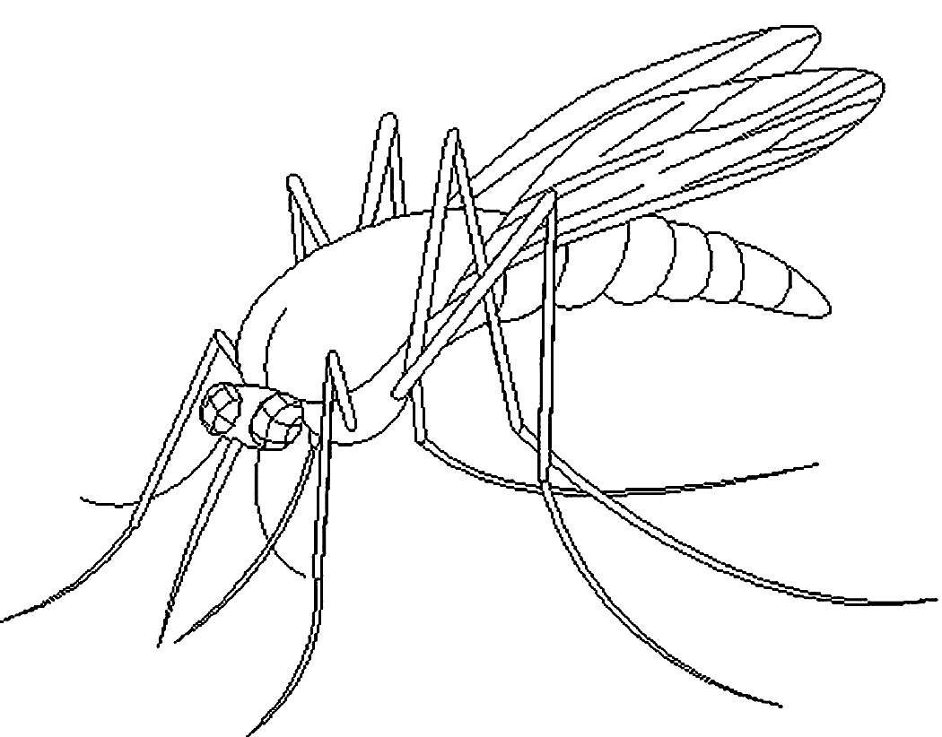 Mosquito Drawing Hand Drawn