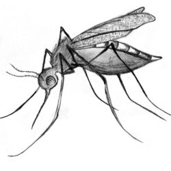 Mosquito Drawing Professional Artwork