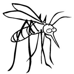 Mosquito Drawing Sketch