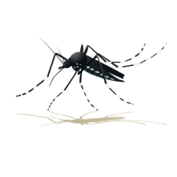 Mosquito Drawing Stunning Sketch