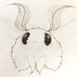 Moth Drawing Amazing Sketch