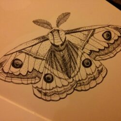 Moth Drawing Artistic Sketching