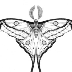 Moth Drawing Creative Style