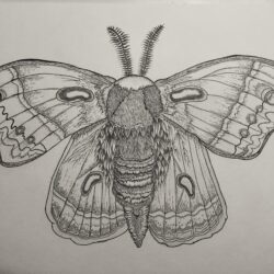 Moth Drawing Detailed Sketch