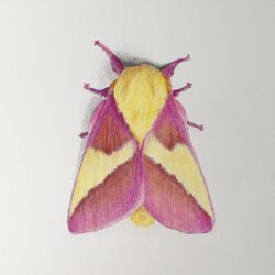 Moth Drawing Intricate Artwork