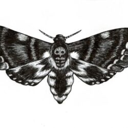 Moth Drawing Sketch