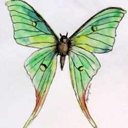 Moth Drawing Unique Art