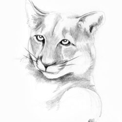 Mountain Lion Drawing Art - Drawing All