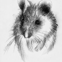 Mouse Drawing Artistic Sketching
