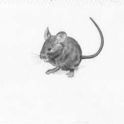 Mouse Drawing Creative Style