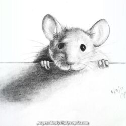 Mouse Drawing Detailed Sketch