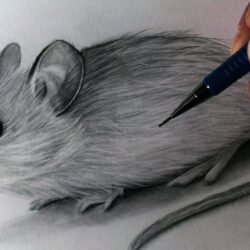 Mouse Drawing Fine Art