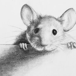 Mouse Drawing Hand Drawn