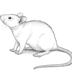 Mouse Drawing Photo