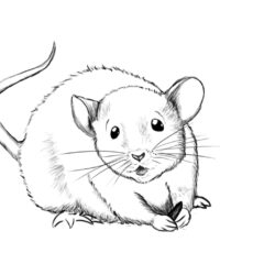 Mouse Drawing Sketch