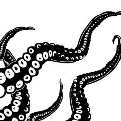 Octopus Tentacles Drawing Fine Art