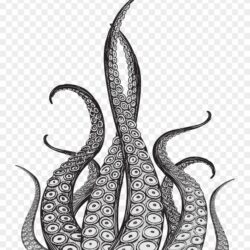 Octopus Tentacles Drawing Image