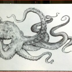 Octopus Tentacles Drawing Modern Sketch