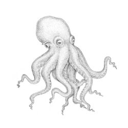 Octopus Tentacles Drawing Photo