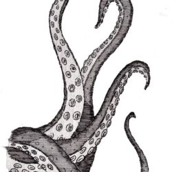 Octopus Tentacles Drawing Picture