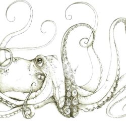 Octopus Tentacles Drawing Stunning Sketch