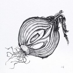 Onion Drawing