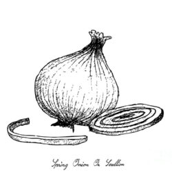 Onion Drawing Amazing Sketch