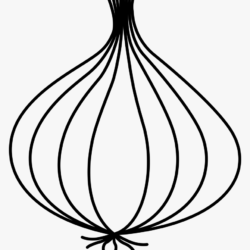 Onion Drawing Art