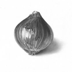 Onion Drawing Detailed Sketch