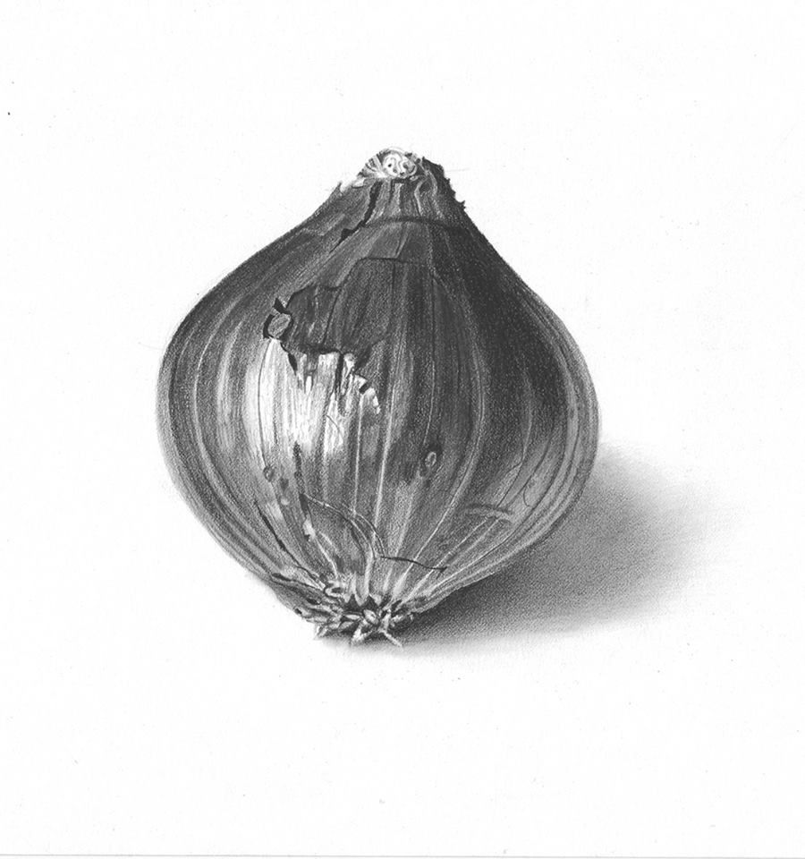 Onion Drawing Detailed Sketch