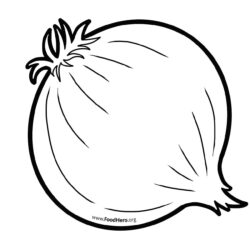 Onion Drawing Fine Art