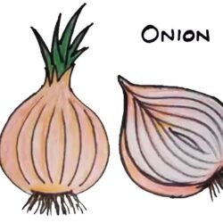 Onion Drawing Hand Drawn