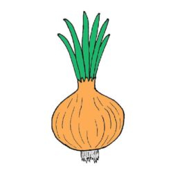 Onion Drawing Hand Drawn Sketch