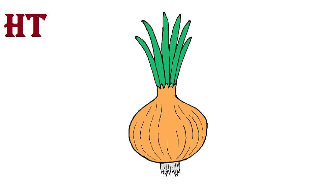 Onion Drawing Hand Drawn Sketch