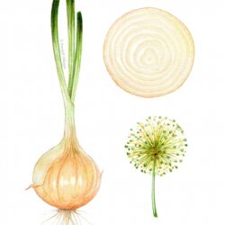 Onion Drawing Modern Sketch